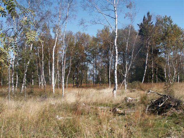 Wald20wierd20re moort