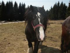 Ein Bild von einem Pferd auf einer Weide-Bauernhof eben